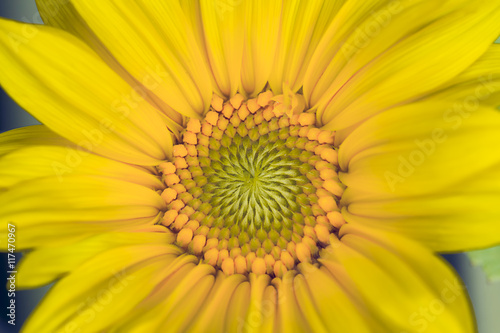 Macro image of yellow sunflower.