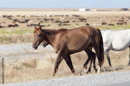 a horse in a pasture in the desert
