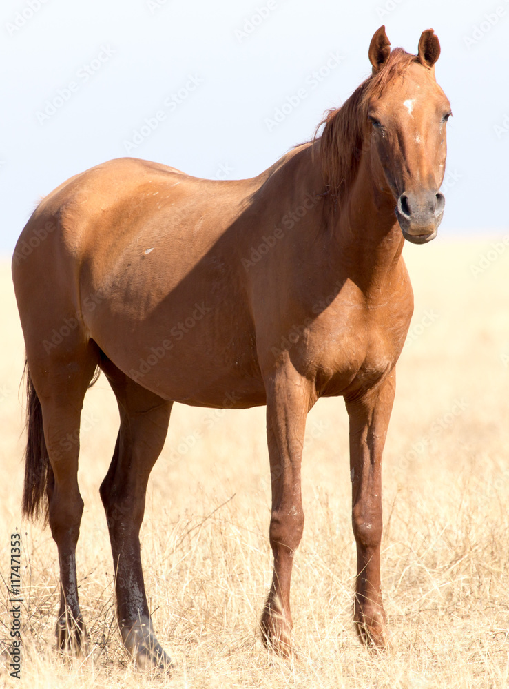 a horse in a pasture in the desert