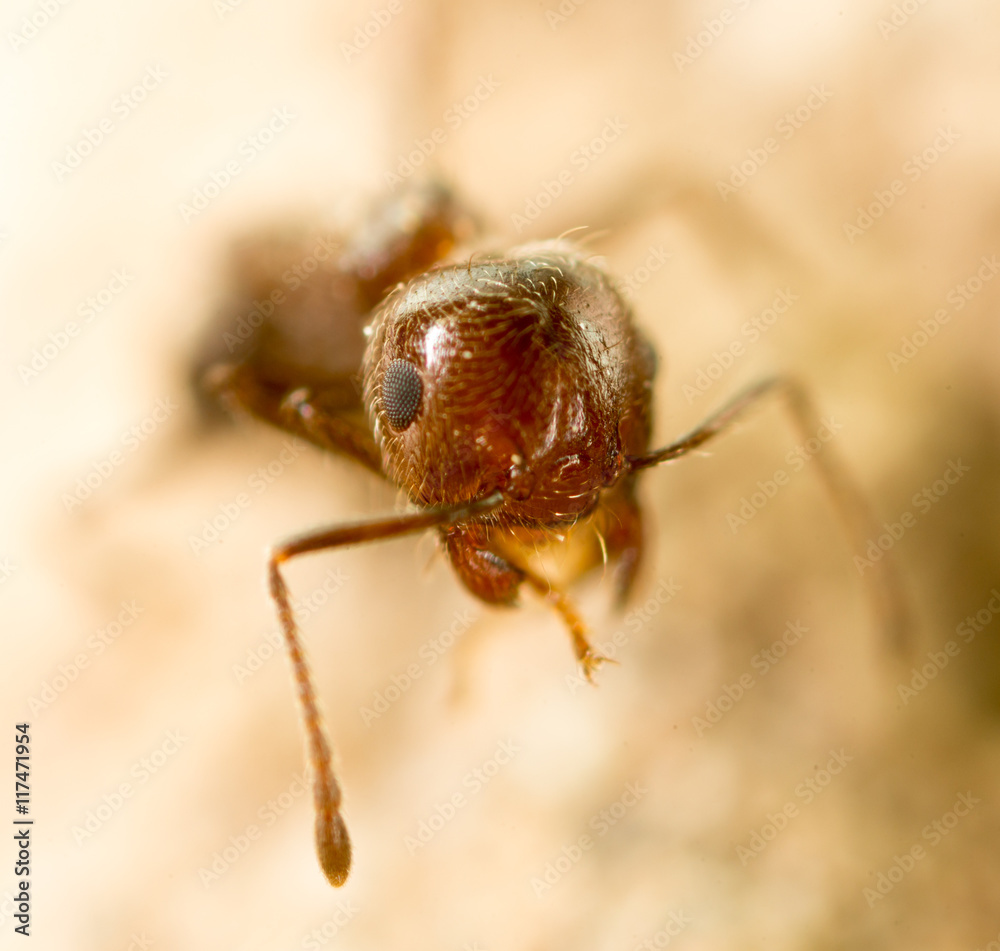 Fototapeta premium little ant in nature. super macro