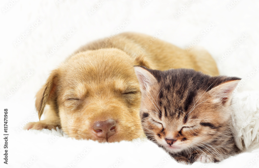 kitten and puppy sleeping