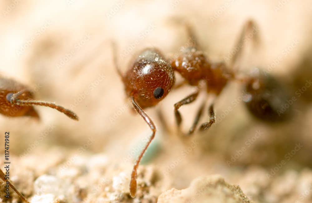 little ant in nature. super macro little ant in nature. super macro