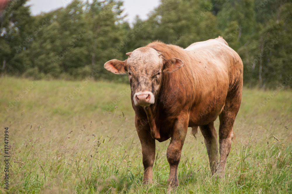 Brown ox in the field.