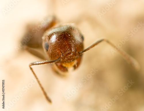 little ant in nature. super macro