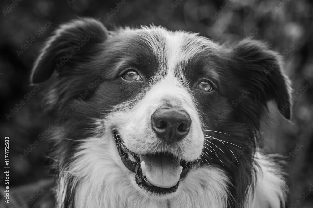 Fototapeta premium expression of a border collie.