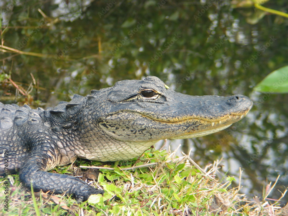 Fototapeta premium Florida Everglades Crocodile