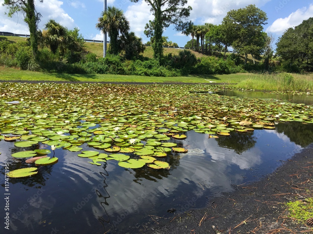 A water lily pond in Jacksonville Beach, Florida, USA. A water lily pond in Jacksonville Beach, Florida, USA.