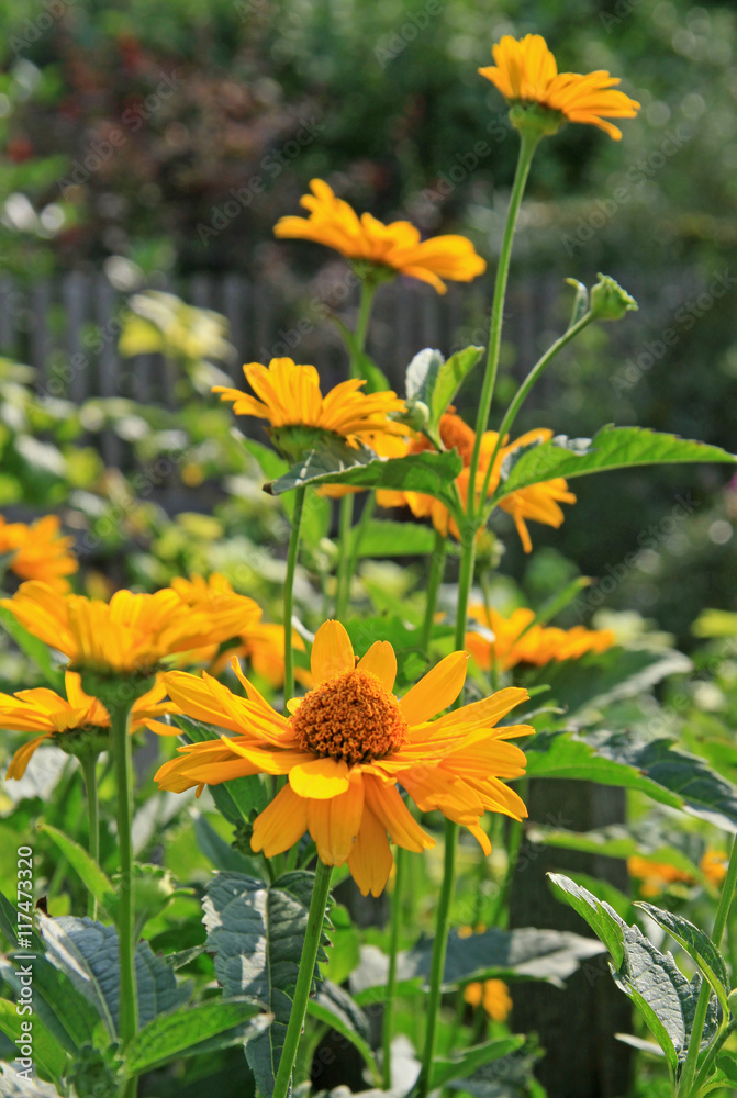 Yellow flowers of Heliopsis in a garden in summer Yellow flowers of Heliopsis in a garden in summer