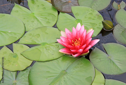 Pink nymphaea flowers on the pond surface