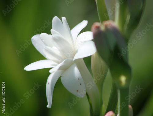 Photos Close-up with tuberose flowers