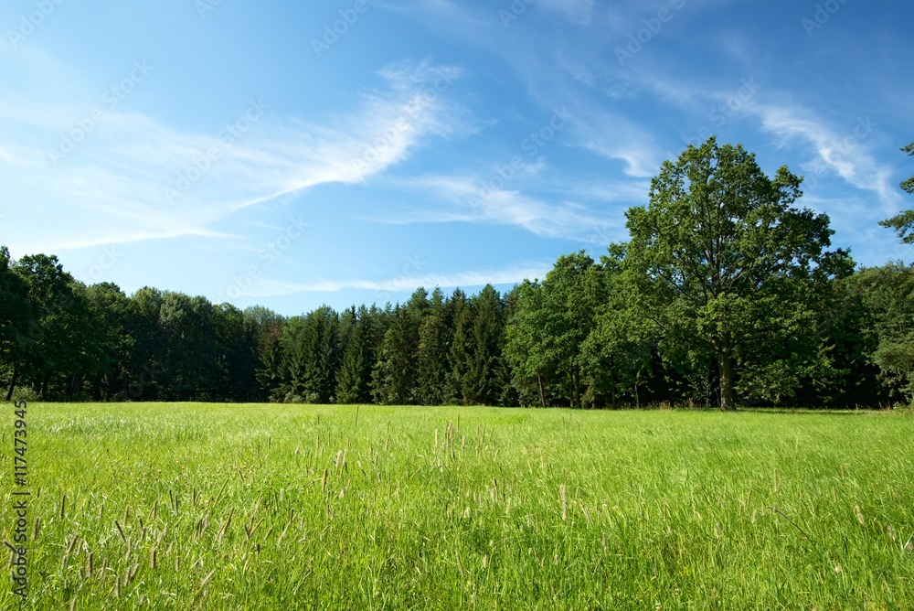 Fototapeta premium Green summer meadow with several trees in background