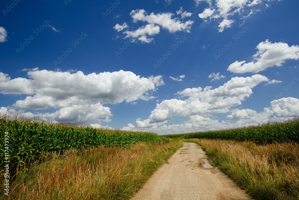 Old broken sand path between fields with corn