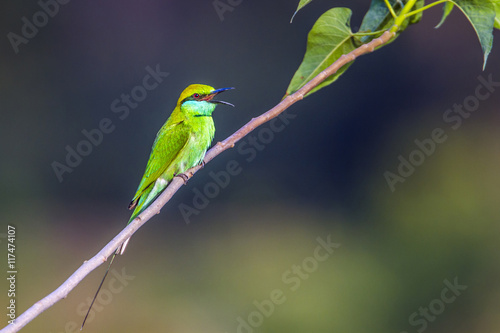 Green bee-eater in Bardia national park, Nepal