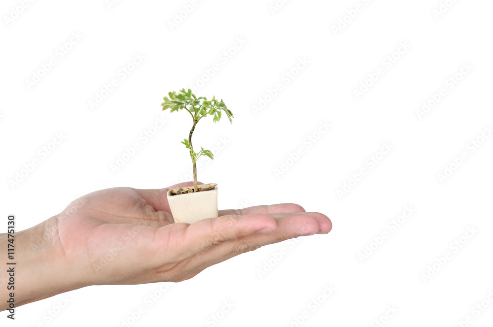 Small plant pot with tree in man hand, safe Earth Small plant pot with tree in man hand, safe Earth