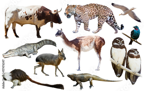 Fauna of South America isolated
