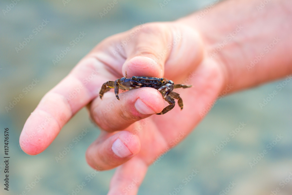 little crab in the men's fingers, selective focus