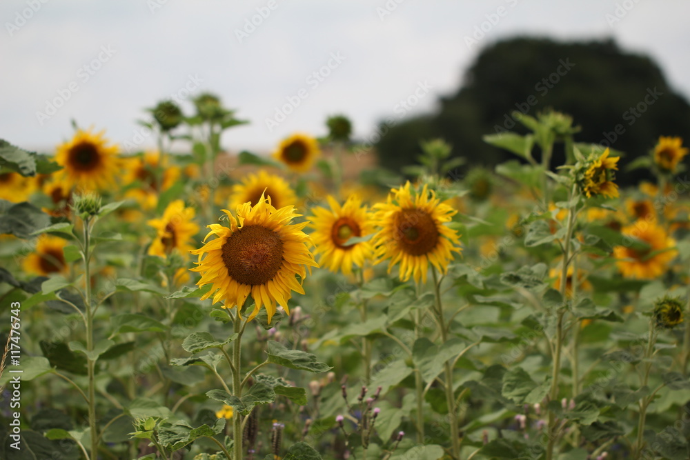 
Sunflowers