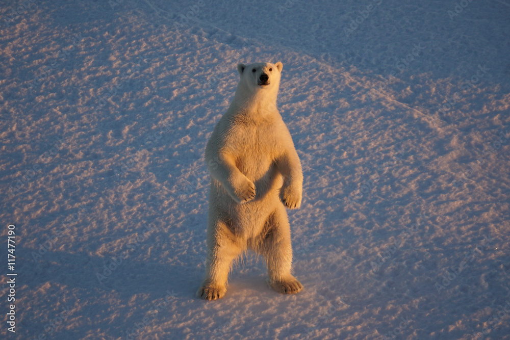 Naklejka premium Polar bear standing in Beaufort Sea, Ursus maritimus