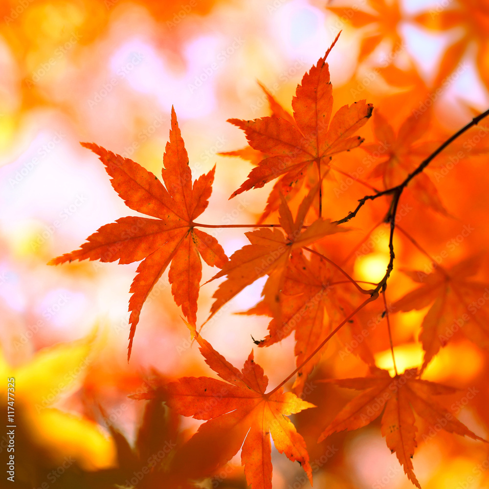 Sunny yellow red colored autumn season maple leaves background. Selective focus used.