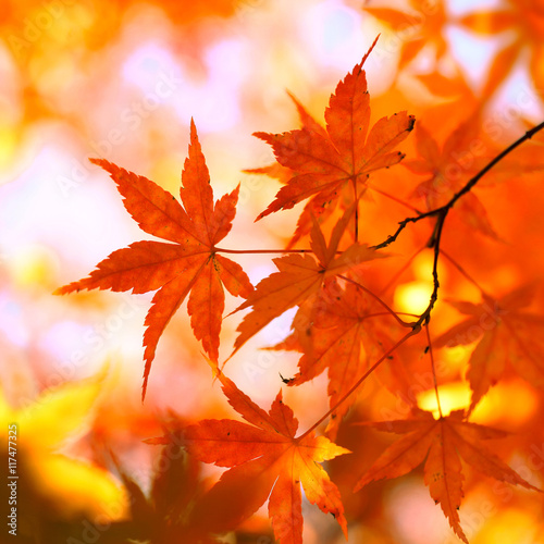 Sunny yellow red colored autumn season maple leaves background. Selective focus used.