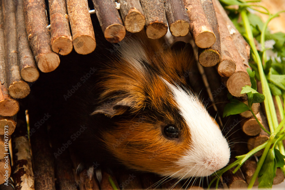Obraz premium Portrait of a brown guinea pig looking out of a wooden house