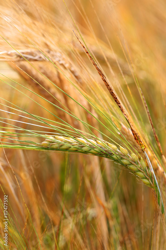 Detail of Barley Spikes
