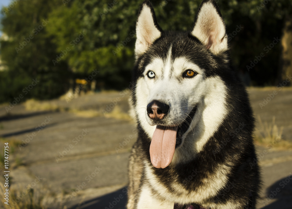 husky