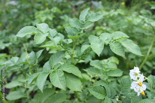 Obraz na płótnie Ziemniak - Solanum tuberosum w salonie