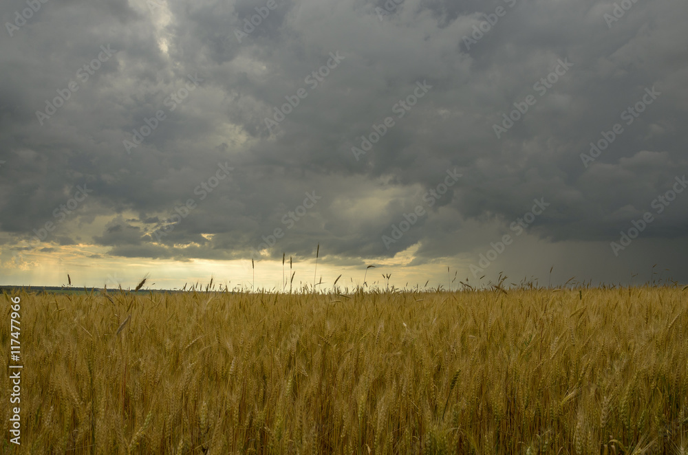 Fototapeta premium Dark storm clouds over the wheat field