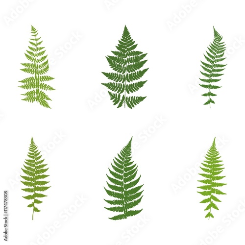 Set of six images of ferns. Silhouettes. Vector.