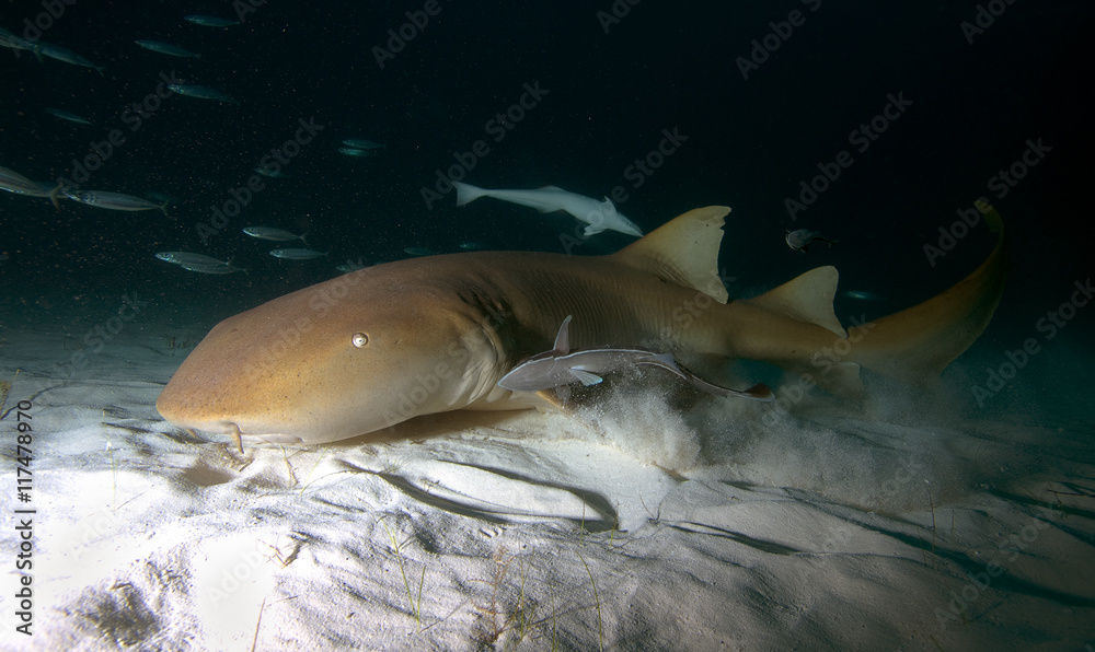 Obraz premium Nurse shark.