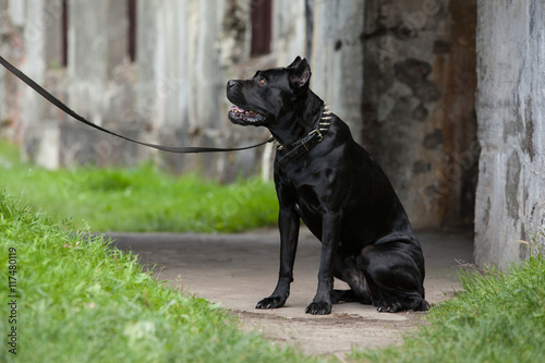 The black dog