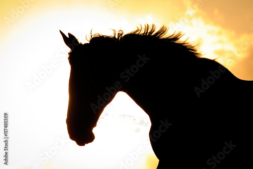 Pferdekopf vor Sonne