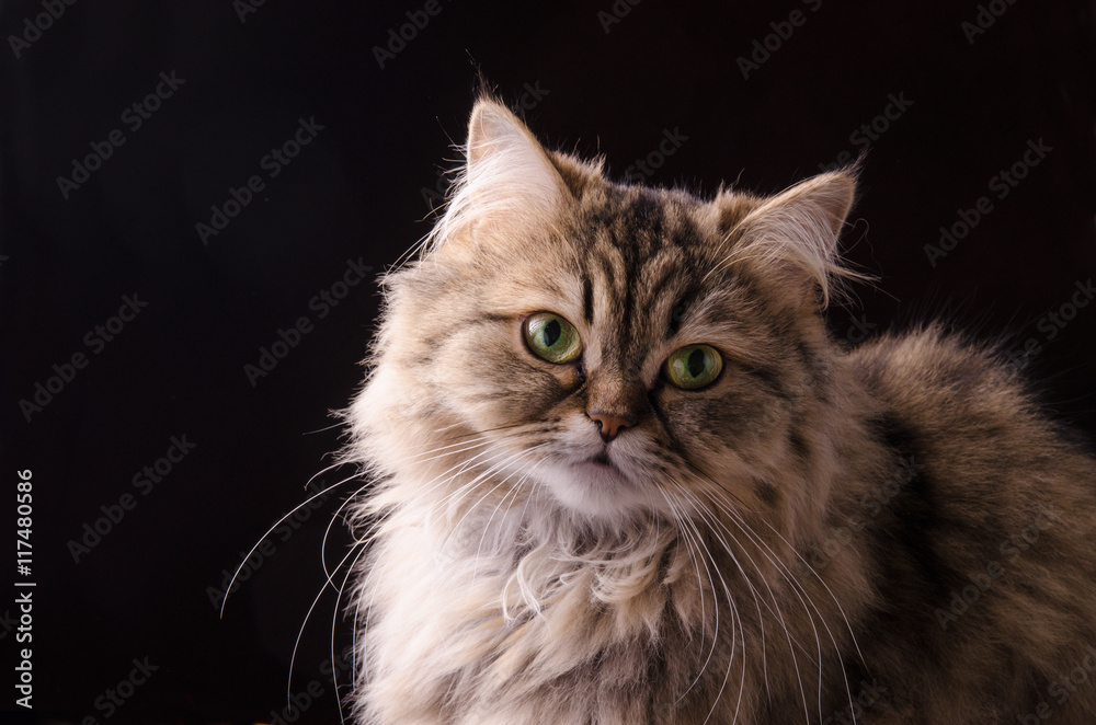 Cat persian on black background.