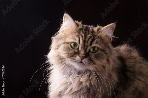Cat persian on black background. © Tatyana Sidyukova