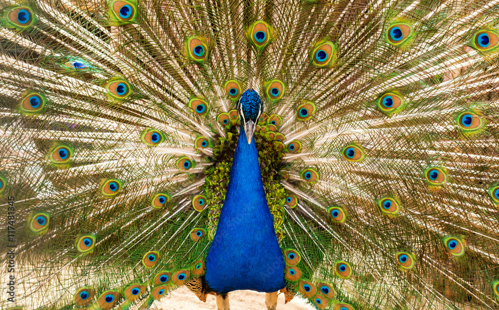 Obraz premium Peacock looking straight into the camera 