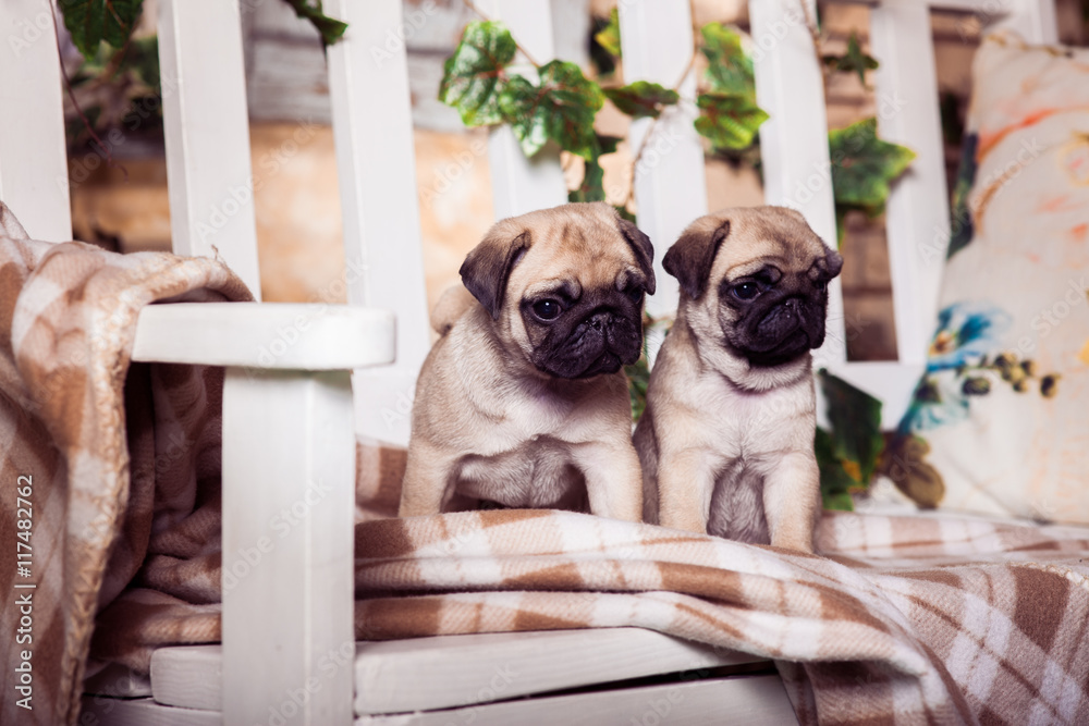 Two little beige pug puppy sitting on the bench, entwined with ivy. Horizontal.