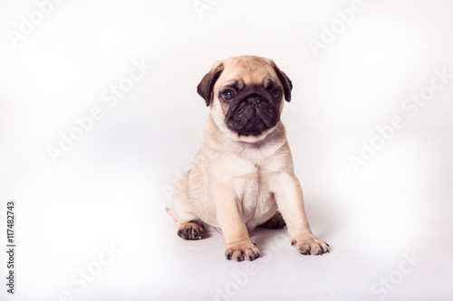 Fototapeta Naklejka Na Ścianę i Meble -  Bright pug puppy sitting at the white background. Horizontal
