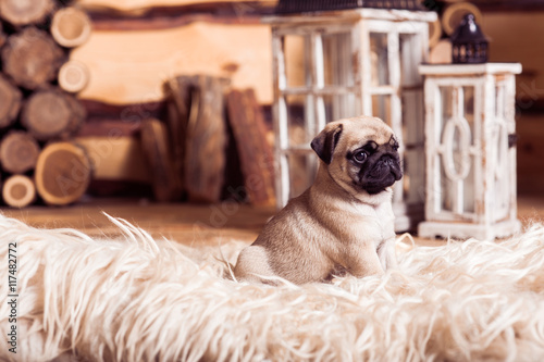 Fototapeta Naklejka Na Ścianę i Meble -  Little beige pug puppy laying on the furs against the  wood background