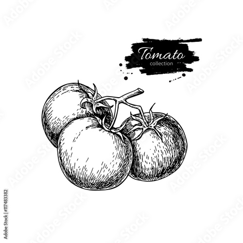 Tomato vector drawing. Isolated tomatoes on branch.