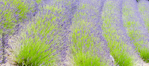 Rows of green and purple lavender plants photo