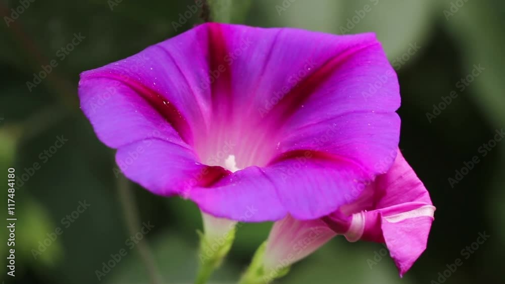 Morning Glory flower sways in the wind Morning Glory flower sways in the wind