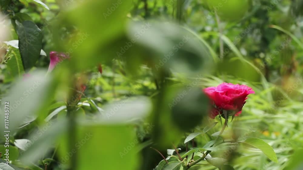 bed of roses. the wind in the garden bed of roses. the wind in the garden