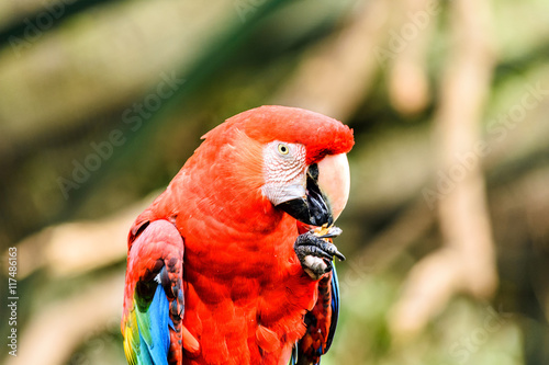 papagayo colorado