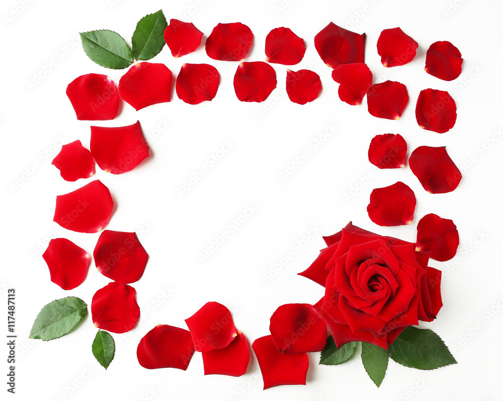 Rose petals on white background
