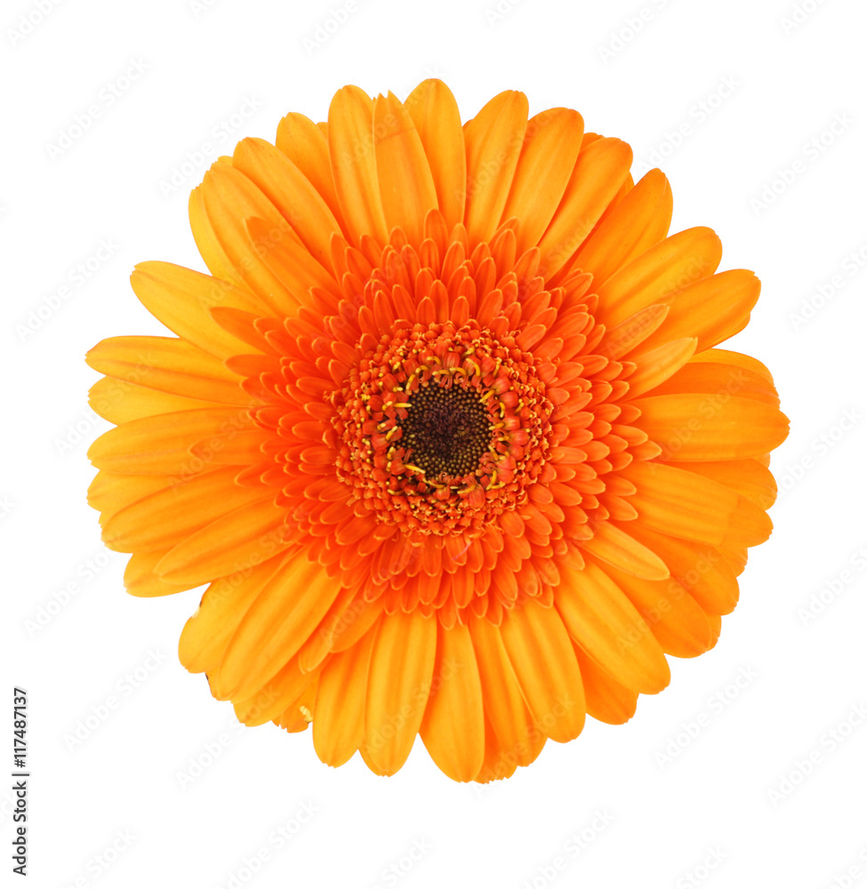 Beautiful flower on white background