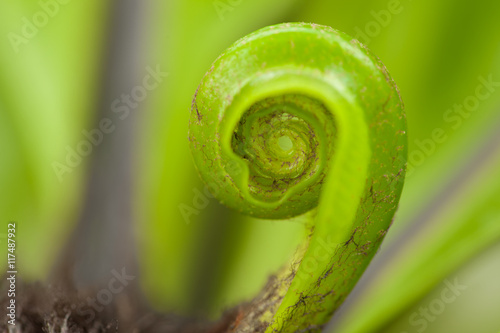 beautiful circle Bird's nest fern leave close up,  Macro photo.