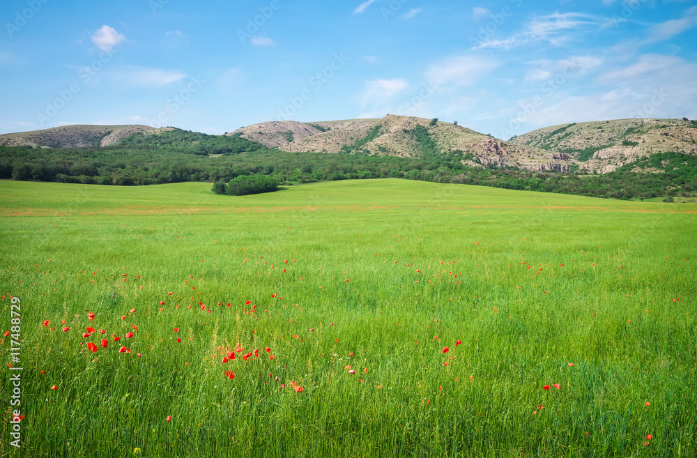 Green spring meadow in mountain. Composition of nature.