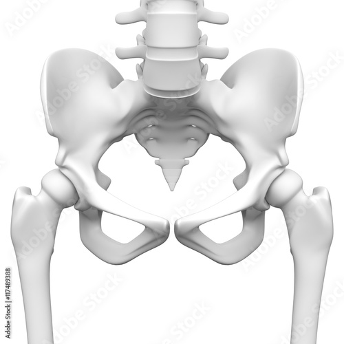 人間の骨盤とその周辺の骨の3Dレンダリング画像
