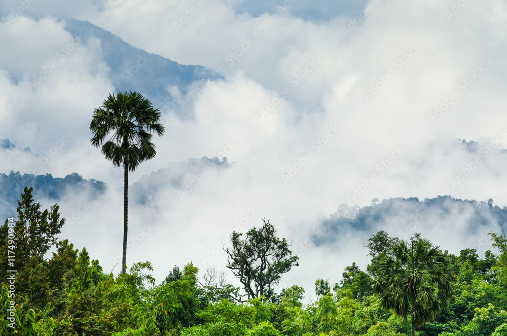 Obraz premium The Tropical Rainforest